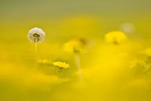 Dandelion (Taraxacum sp.) seed head. Near Petty France, Gloucestershire, UK. April Dandelion (Taraxacum sp.) seed head. Near Petty France, Gloucestershire, UK. April