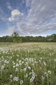 Dandelion (Taraxacum vulgaria) seedheads / clocks in meadow. Peerdsbos, Brasschaat, Belgium