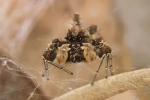 Dandy jumping spider (Portia schultzi) Kwazulu-Natal, South Africa Dandy jumping spider (Portia schultzi) Kwazulu-Natal, South Africa