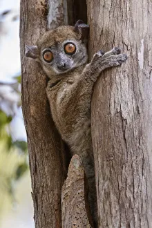 Daraina sportive lemur (Lepilemur milanoii). Daraina forest, northern Madagascar Daraina sportive lemur (Lepilemur milanoii). Daraina forest, northern Madagascar