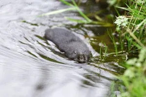 Dark-haired Water Vole (Arvicola terrestris) in upland stream, Cairngorms National Park Dark-haired Water Vole (Arvicola terrestris) in upland stream, Cairngorms National Park