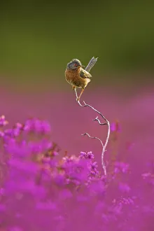 Dartford warbler (Sylvia undata) perched on Heather twig, Arne RSPB reserve, Dorset, UK Dartford warbler (Sylvia undata) perched on Heather twig, Arne RSPB reserve, Dorset, UK