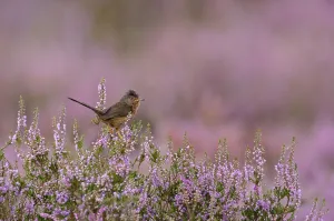 Dartford warbler (Sylvia undata) adult male perched on flowering Heather / Ling Dartford warbler (Sylvia undata) adult male perched on flowering Heather / Ling