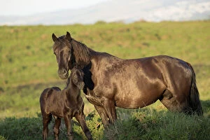 Mare Gallery: Dartmoor pony (Equus ferus caballus), endangered rare breed, mare and colt standing alert