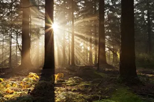 Dawn in Bolderwood with mist and rays of sunlight. New Forest National Park, Hampshire Dawn in Bolderwood with mist and rays of sunlight. New Forest National Park, Hampshire