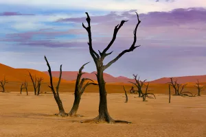 Expansive Gallery: Dead Camel thorn trees (Vachellia erioloba), Sossusvlei region, Namib desert, Namibia