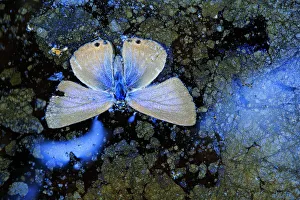 Dead Lang's short-tailed blue butterfly (Leptotes pirithous Dead Lang's short-tailed blue butterfly (Leptotes pirithous