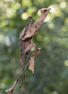 Weird and Ugly Creatures Gallery: Dead-leaf mantis (Deroplatys dessicata) camouflaged on leaf, Sabah, Borneo