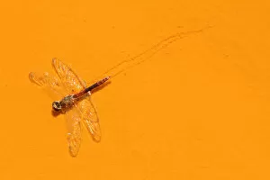 Images Dated 18th August 2007: Dead Libellula dragonfly in the Ro Tinto, or Red River, very acidic and coloured