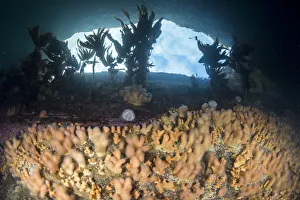 Images Dated 25th August 2014: Dead mans fingers (Alcyonium digitatum) on a rocky reef with view of the sky