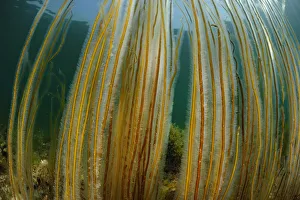 Dead man's rope algae (Chorda filum), Purbeck Marine Wildlife Reserve, Kimmeridge Bay Dead man's rope algae (Chorda filum), Purbeck Marine Wildlife Reserve, Kimmeridge Bay