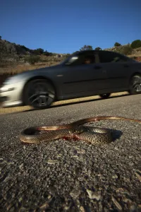 Dead snake on a road, probably a Balkan whip snake (Hierophis gemonensis Dead snake on a road, probably a Balkan whip snake (Hierophis gemonensis