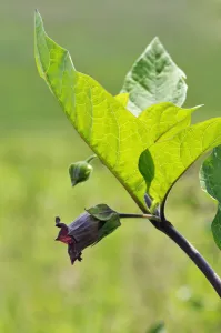 Deadly nightshade (Atropa belladonna) Quarry Hangers (SWT), Chaldon, Surrey Deadly nightshade (Atropa belladonna) Quarry Hangers (SWT), Chaldon, Surrey