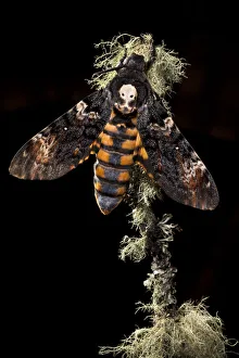 Deaths head hawkmoth (Acherontia atropos). Captive bred in the UK Deaths head hawkmoth (Acherontia atropos). Captive bred in the UK