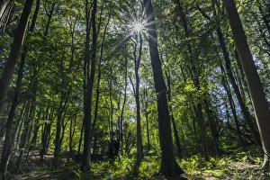 Deciduous forest with sunlight shining through trees, Monmouthshire, Wales, UK. September Deciduous forest with sunlight shining through trees, Monmouthshire, Wales, UK. September