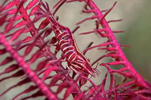 Echinoderm Gallery: Deep red Feather star shrimp (Hippolyte prideauxiana) crawling secretly amongst the arms of a
