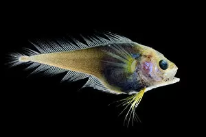 Images Dated 19th December 2015: Deep sea fish (Moridae sp.) from Atlantic Ocean off Cape Verde. Captive