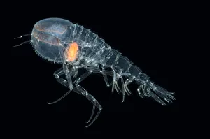 Deepsea Amphipod {Cystisoma sp} from between 530-750m, Mid-Atlantic Ridge, North Deepsea Amphipod {Cystisoma sp} from between 530-750m, Mid-Atlantic Ridge, North