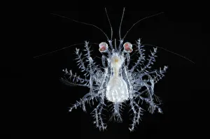 Deepsea planktonic megalopa stage of crab development, Atlantic ocean Deepsea planktonic megalopa stage of crab development, Atlantic ocean
