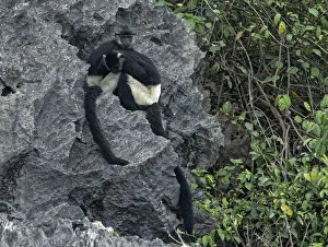 Delacouras langurs (Trachypithecus delacouri) restin, Van Long Nature Reserve,Ninh Binh Delacouras langurs (Trachypithecus delacouri) restin, Van Long Nature Reserve,Ninh Binh