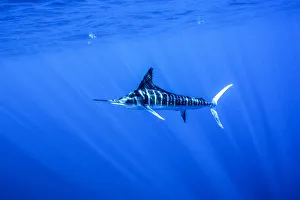 DELETE Striped marlin (Kajikia audax) feeding on bait balls, Eastern Pacific, Thetis Bank DELETE Striped marlin (Kajikia audax) feeding on bait balls, Eastern Pacific, Thetis Bank