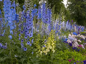Delphiniums flowering in cottage garden. England, UK Delphiniums flowering in cottage garden. England, UK