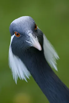 Demoiselle crane (Anthropoides virgo) portrait, captive Demoiselle crane (Anthropoides virgo) portrait, captive