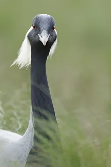 Demoiselle crane (Anthropoides virgo) portrait, Cherniye Zemli (Black Earth) Nature Demoiselle crane (Anthropoides virgo) portrait, Cherniye Zemli (Black Earth) Nature
