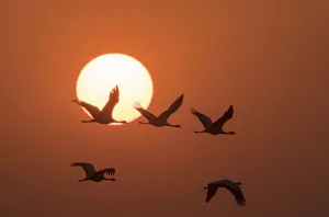 Demoiselle cranes (Anthropoides virgo) flying at sunrise during migration. Khichan Demoiselle cranes (Anthropoides virgo) flying at sunrise during migration. Khichan