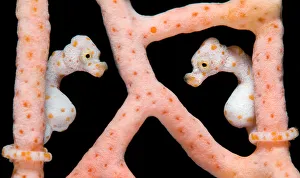 Images Dated 14th November 2006: Two Denises Pygmy Seahorses (Hippocampus denise) on a seafan (Muricella sp.)