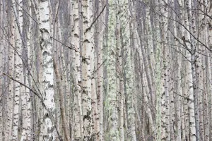 Dense stand of Silver birch (Betula pendula), Wester Ross, Scotland, UK, February Dense stand of Silver birch (Betula pendula), Wester Ross, Scotland, UK, February