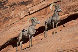 Desert bighorn sheep (Ovis canadensis nelsoni) rams on steep sandstone wall Desert bighorn sheep (Ovis canadensis nelsoni) rams on steep sandstone wall