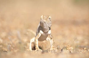 Images Dated 5th October 2006: Desert chameleon {Chamaeleo namaquensis} note one eye facing forwards, the other backwards