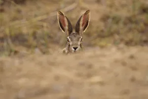 Desert hare (Lepus tibetanus)face and ears portrait, Inner Mongolia, China Desert hare (Lepus tibetanus)face and ears portrait, Inner Mongolia, China