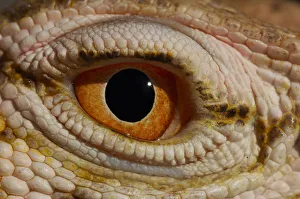 Desert monitor (Varanus griseus griseus) occurs in Sahara Desert. Controlled conditions Desert monitor (Varanus griseus griseus) occurs in Sahara Desert. Controlled conditions