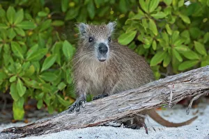 Desmarests hutia (Capromys pilorides doceleguas), Jardines de la Reina / Gardens of Desmarests hutia (Capromys pilorides doceleguas), Jardines de la Reina / Gardens of