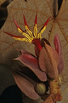 Devils hand Tree (Chiranthodendron pentadactylon) flower, Filo de Caballos Devils hand Tree (Chiranthodendron pentadactylon) flower, Filo de Caballos