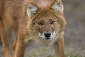Dhole / Indian wild dog (Cuon alpinus) portrait, captive Dhole / Indian wild dog (Cuon alpinus) portrait, captive