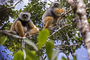 Diademed sifaka (Propithecus diadema diadema) pair, Maromizaha Reserve Diademed sifaka (Propithecus diadema diadema) pair, Maromizaha Reserve