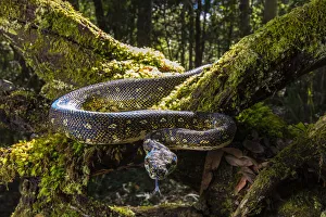 Diamond Python (Morelia spilota spilota) a subspecies of the more common Carpet python Diamond Python (Morelia spilota spilota) a subspecies of the more common Carpet python