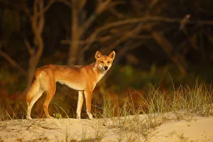 Dingo (Canis lupus dingo) on the beach at night, Fraser Island UNESCO World Heritage Site Dingo (Canis lupus dingo) on the beach at night, Fraser Island UNESCO World Heritage Site