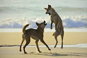 Images Dated 2nd November 2012: Dingo (Canis lupus dingo) fighting on a beach. Fraser Island UNESCO World Heritage Site