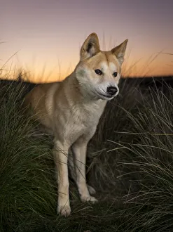 Dingo (Canis lupus dingo) male, called Snapple Dingo (Canis lupus dingo) male, called Snapple