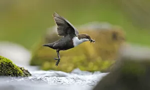 Images Dated 4th May 2010: Dipper (Cinclus cinclus) flying low over fast flowing river, carrying prey in beack, for chicks
