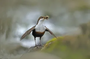 Dipper (Cinclus cinclus) with food for young, Brecon Beacons NP, Wales, UK, May Dipper (Cinclus cinclus) with food for young, Brecon Beacons NP, Wales, UK, May