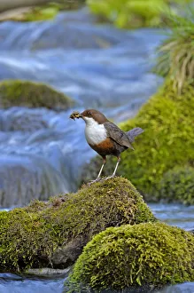 Dipper (Cinclus cinclus) portrait, standing on exposed stone in fast flowing river Dipper (Cinclus cinclus) portrait, standing on exposed stone in fast flowing river