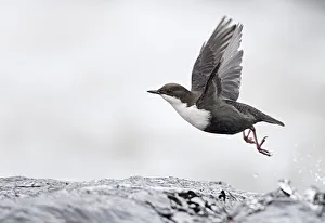 Dipper (Cinclus cinclus) taking off from water, Kuusamo, Finland, January Dipper (Cinclus cinclus) taking off from water, Kuusamo, Finland, January