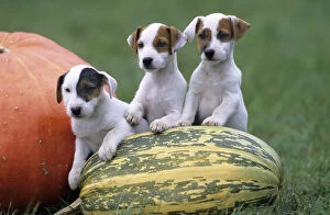 Images Dated 23rd January 2011: Dog, Jack Russell Terrier, three puppies with pumpkin