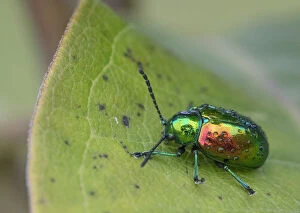 Iridescence Collection: Dogbane beetle (Chrysochus auratus) on dogbane, Crossways Preserve, Philadelphia