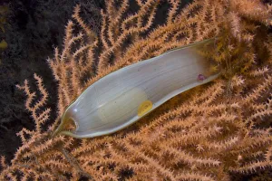 Dogfish egg case / Mermaids purse (Scyliorhinus sp) on fan coral, Channel Isles Dogfish egg case / Mermaids purse (Scyliorhinus sp) on fan coral, Channel Isles